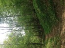 Новогорский лесопарк с приходом лета превращается в свалку мусора