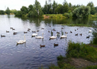 На пруду в Ландшафтном парке напали на лебедей