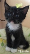 Воспитанный Котенок Лаврентий Павлович. 8916-636-03-78  Олег и Инга