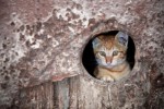 Жителя Митино судят за порчу имущества во время операции по спасению кошки